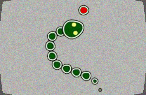 SNAKE